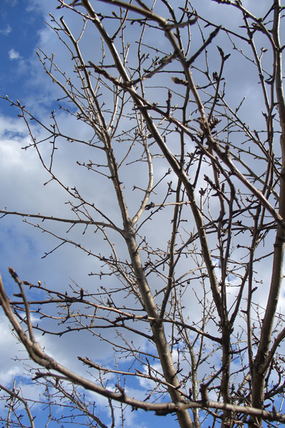 Ветки взрослой яблони ранней весной до начала активного сокодвижения