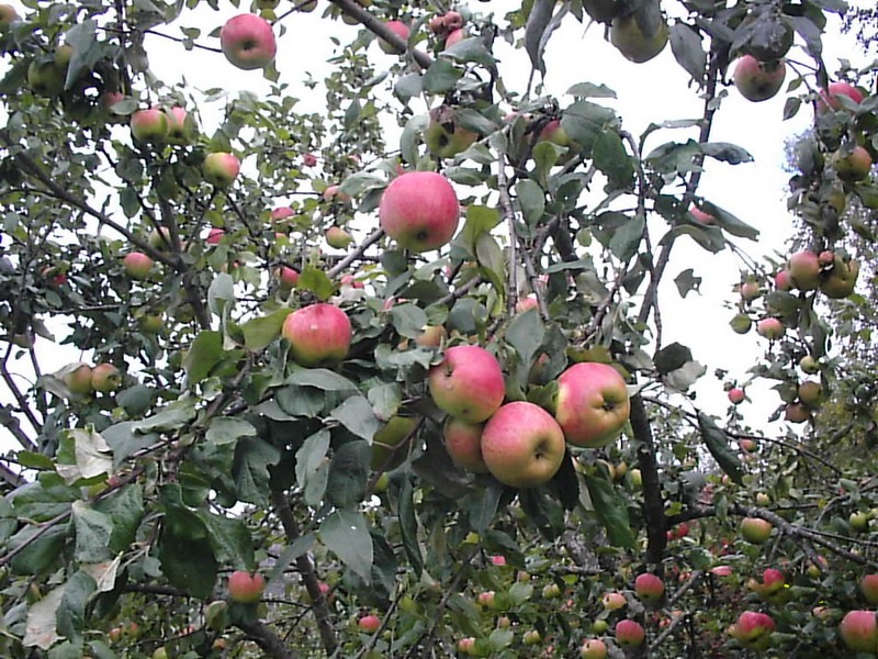 Сорт яблони Осеннее полосатое: фото и описание, отзывы