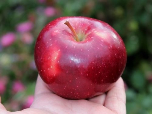 Крупное красивое яблоко сорта Альва насыщенно бардового окраса