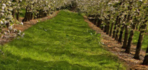 Яблоневый сад деревья посажены в ряд