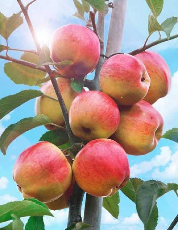 Описание сорта яблони Татьяна: фото, отзывы, посадка