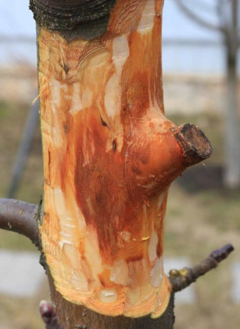 Зачистка коры яблони на больном участке ствола молодого дерева