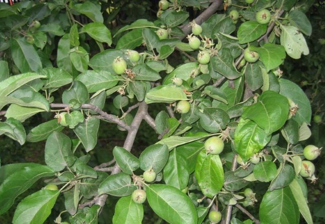 Дерево яблони с нормальным количеством завязей на ветках