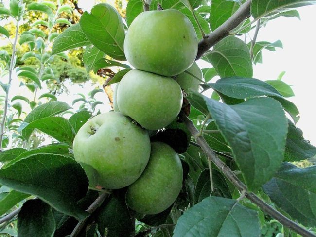 Средние по величине яблоки с зеленой окрасом на ветке молодого дерева