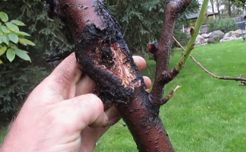 Симптомы поражения сливового дерева черным раком