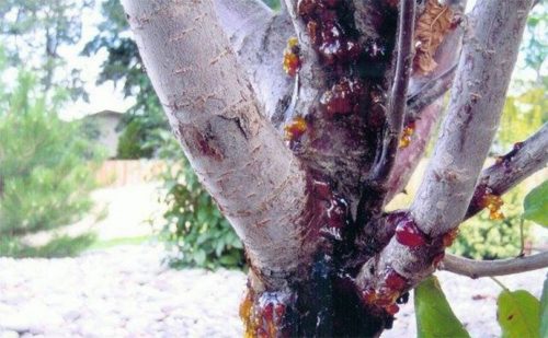 Ветки сливы с типичными признаками поражения дерева цитоспорозом