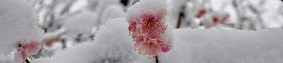 Цветок сливы под снегом в Сибири