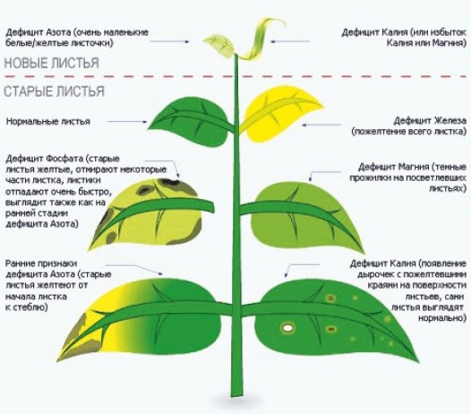 Схема диагностики нехватки питательных элементов по листьям сливы