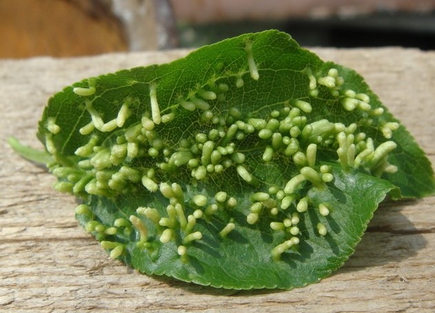 Зеленый листок с причудливыми особями галлового сливового клеща