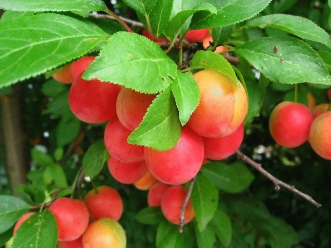 Розово-красные плоды вишнево-сливового гибрида Самоцвет