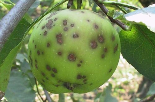 Зеленое яблоко с серо-бурыми пятнами на кожице при парше обыкновенной