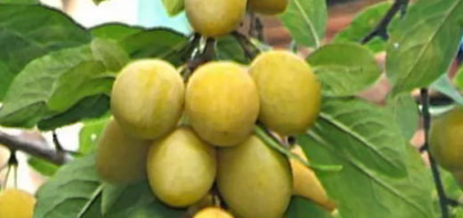 Сорт жёлтой сливы плодоносит в Сибири плоды на ветках