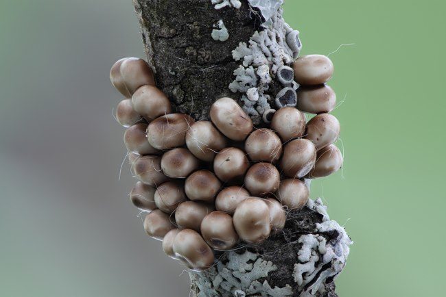 Кладка яиц шелкопряда на ветке сливового дерева ранней весной