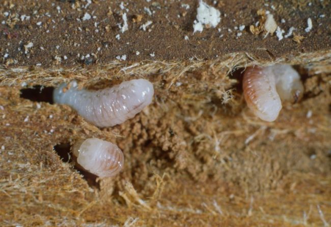 Толстенькие личинки белого цвета жука заболонника внутри поврежденной коры сливы