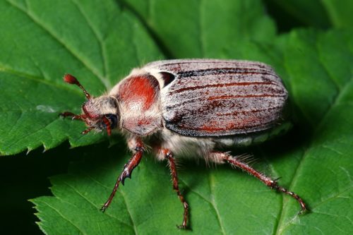 Внешний вид майского жука западного с полосатым панцирем