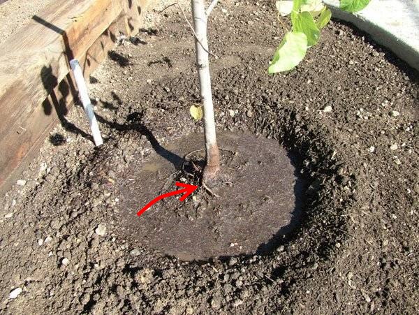 При копке ямы верхний плодородный слой земли складывают отдельно, чтобы использовать его для приготовления посадочной смеси
