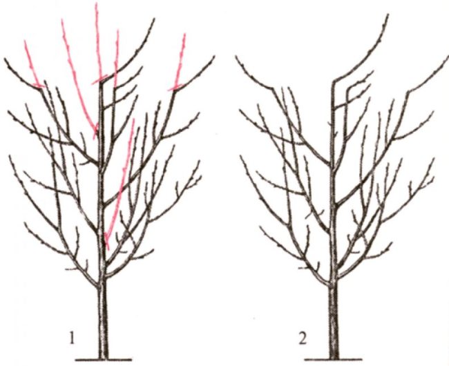 Схема формирования дерева сливы ограниченной высоты