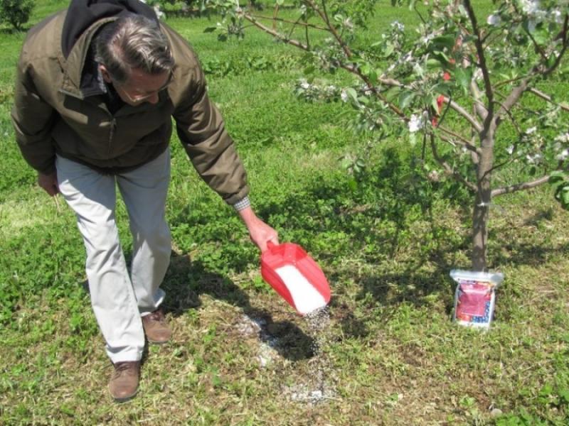 Чем подкормить яблоню весной во время цветения и плодоношения