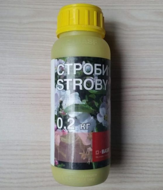 Пластиковый флакон с препаратом Строби для борьбы с грибковыми болезнями плодовых деревьев