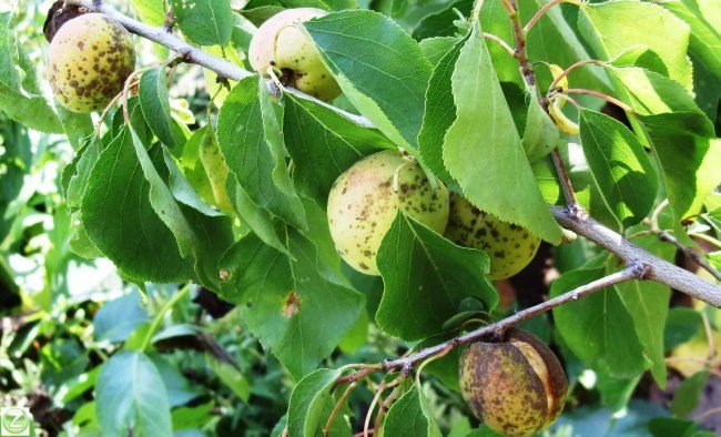 Признаки клястероспориоза на плодах сливового дерева в виде пятен