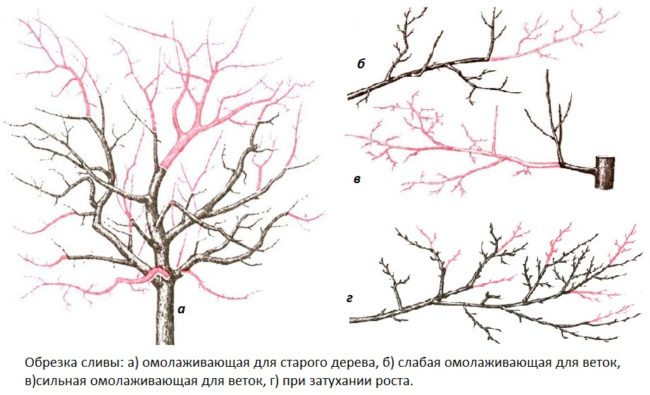 Несколько схем проведения омолаживающей обрезки сливового дерева