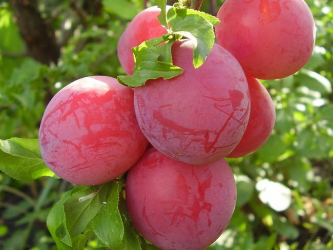 Большие и вкусные плоды сливы старинного сорта Скороспелка красная