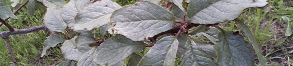 Заболевание листвы у сливы млечный блеск