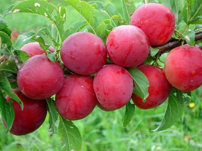 Круглые плоды сливы гибридного сорта Сеянец красного шара