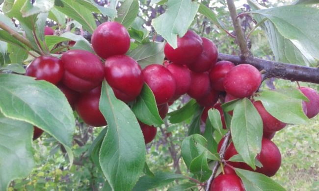 Темно-красные плоды сливы на ветке дерева сорта Пониклая в саду Сибири