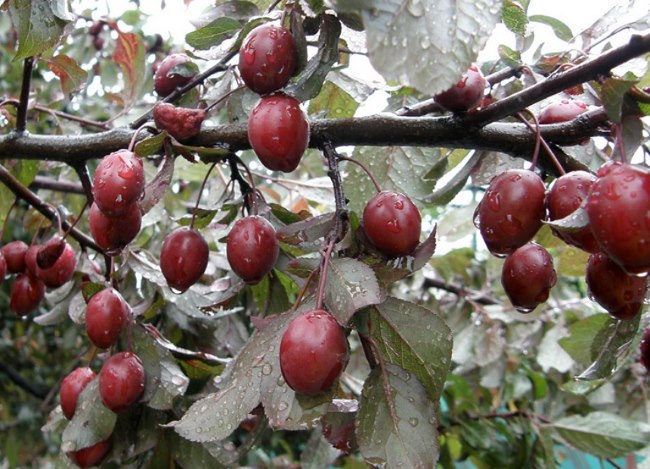 Небольшие плоды красного оттенка на сливе сорта Дивное Красноярской селекции