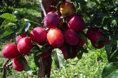 Ветка сливового дерева с плодами сорта Уральская красная отечественной селекции