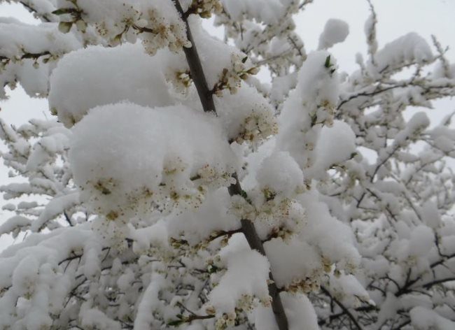 Белый снег на цветущих ветках плодовой сливы в начале мая