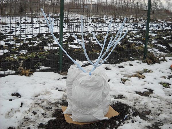 Укрытие штамба сливы на зиму мешками с соломой в саду Урала