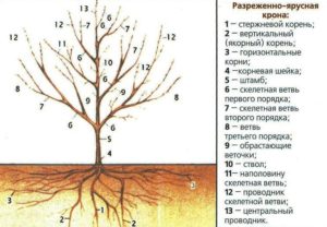 Формирование сливы кустом схема