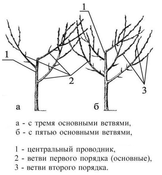 Схема формирования вазообразной кроны сливы с тремя и пятью скелетными ветвями