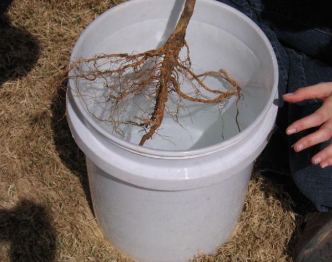 Замачивание корней саженца сливы в ведре с водным раствором Корневина