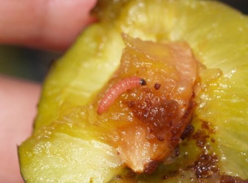Косточка сливового плода с личинкой семяеда в виде небольшого червячка
