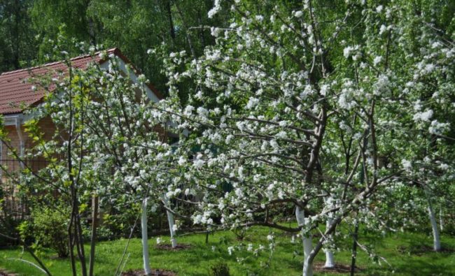 Цветение сливовых деревьев на дачном участке Московской области группа слив