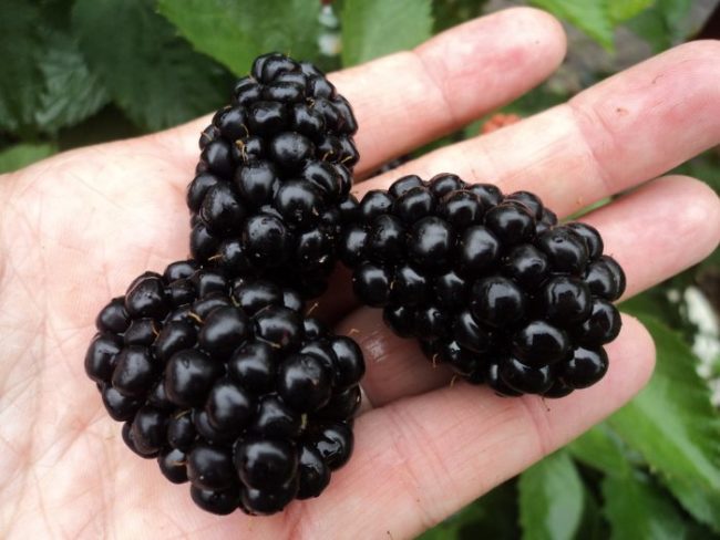 Три больших ягоды черного цвета ежевики польского сорта Полар