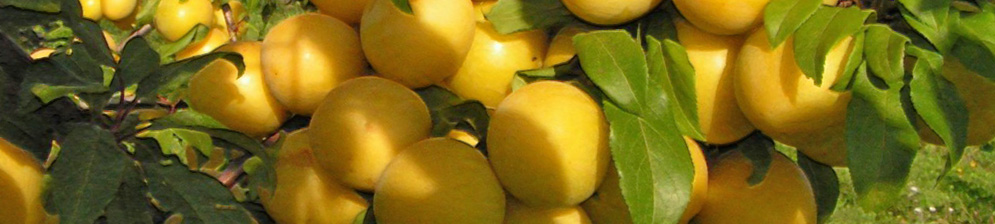 Созревающие плоды сливы медовая жёлтая