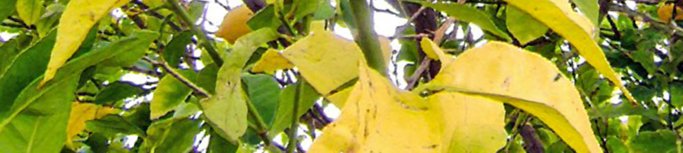 Жёлтые листья сливы вблизи на дереве
