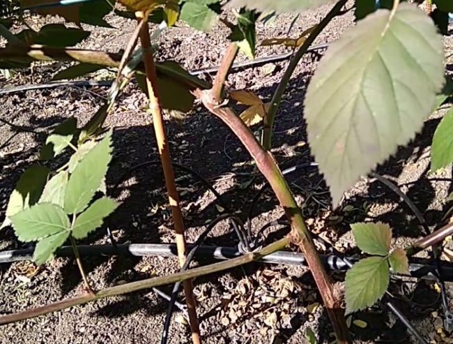 Черная трубка системы капельного полива под листьями ежевики