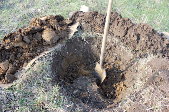 Копка штыковой лопатой посадочной ямы для ежевики в осенний период