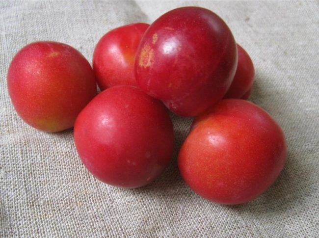 Красные плоды округлой формы гибридной сливы сорта Неженка
