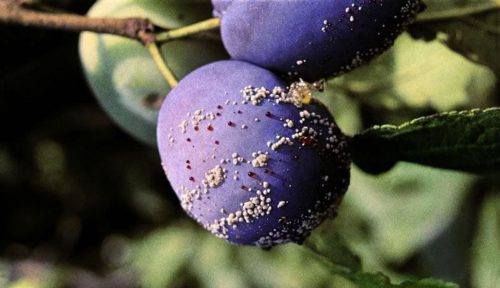 Светлые выделения на сине-фиолетовой кожице плодов сливы при монилиозе
