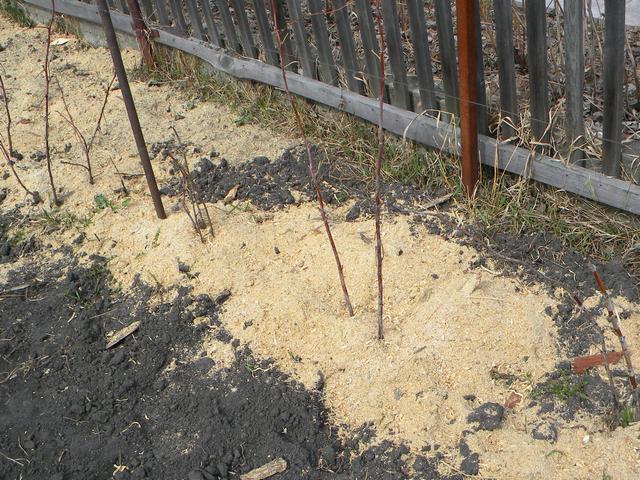 Мульчирование посадок ежевики опилками хвойных пород древесины