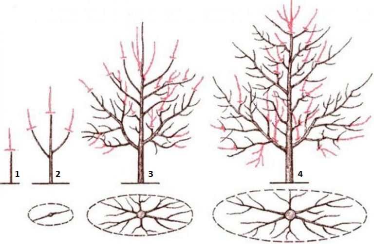 Формирование кроны сливы картинки