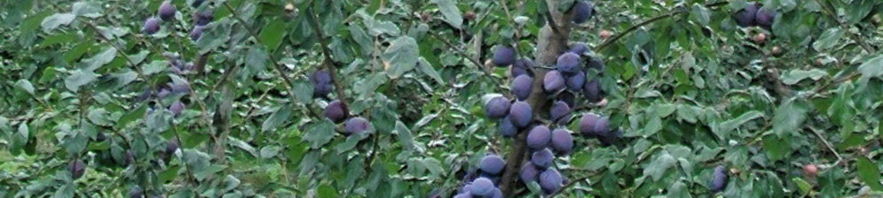 Созревающие плоды сливы на дереве на Урала садовый участок