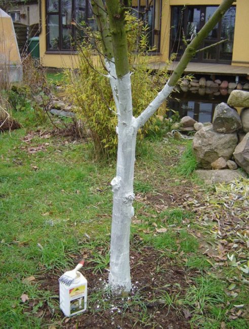 Осенняя побелка центрального ствола дерева сливы для защиты от морозобоин