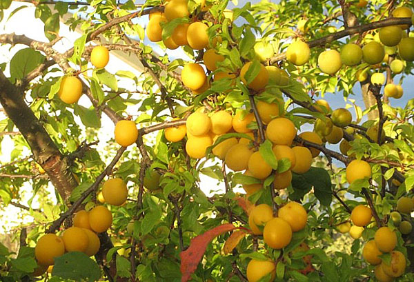 Крупные плоды ярко-желтого цвета гибридной сливы сорта Подарок Санкт-Петербургу